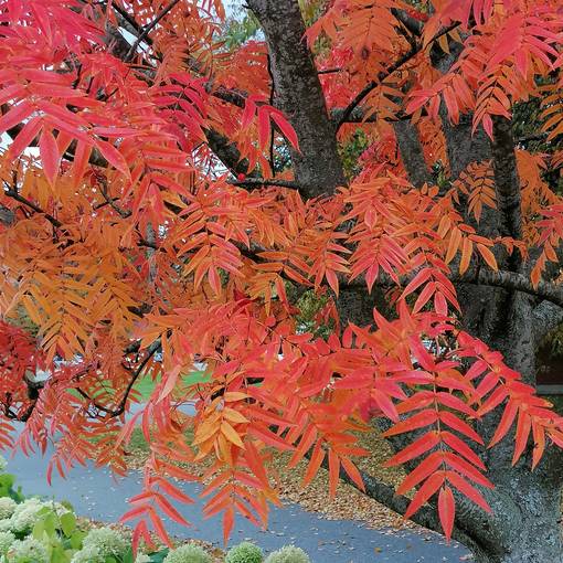 Tuurenpihlaja syksyll&auml;